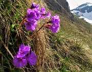 20 Primula glaucescens sul ripido pendio